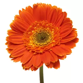 Gerberas Naranjas
