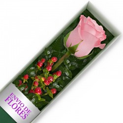Caja de 1 Rosa Rosada