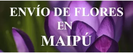 Envío de Flores a domicilio en Maipú, Envío de Flores en Maipú, Enviar Flores a Maipú