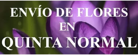 Envío de Flores a domicilio en Quinta Normal, Envío de Flores en Quinta Normal, Enviar Flores a Quinta Normal