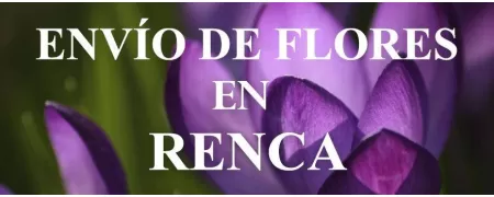 Envío de Flores a domicilio en Renca, Envío de Flores en Renca, Enviar Flores a Renca