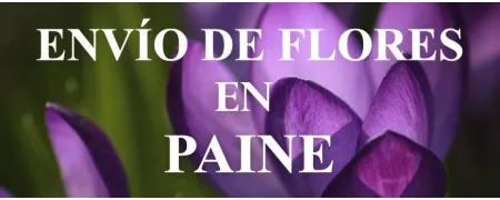 Envío de Flores a domicilio en Paine, Envío de Flores en Paine, Enviar Flores a Paine