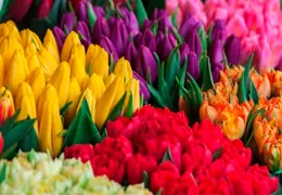 Flores Tulipanes: Elegancia que Desborda Emociones
